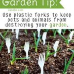 Put Plastic Forks in the Garden to Prevent Pets from Stepping In