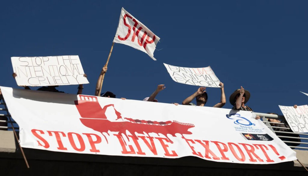 Inside the stinking ship at Cape Town harbour carrying 19,000 cattle to the Middle East