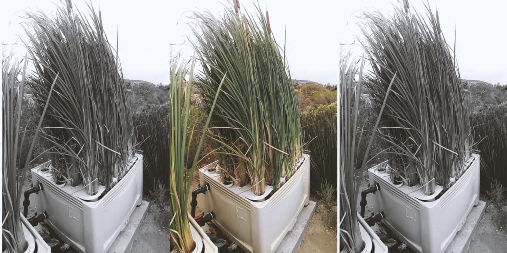 Boxing clever — this engineered wetland is a holistic solution to SA’s water treatment problems