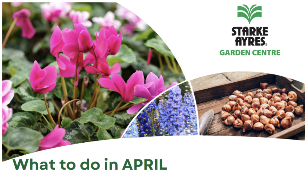 Starke Ayres – what to do in April