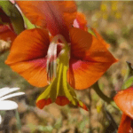 Cape Town enters its annual ‘no mow’ period… LET IT BLOOM!