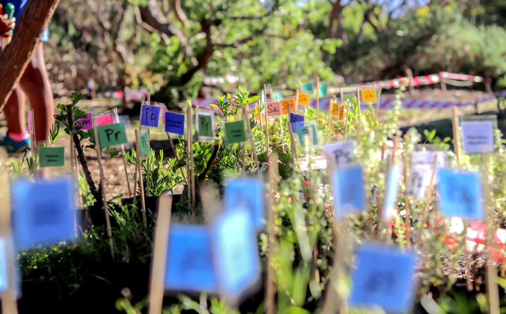 Natural heritage – reviving the Cape Flats’ endangered botanical biodiversity, species and landscapes