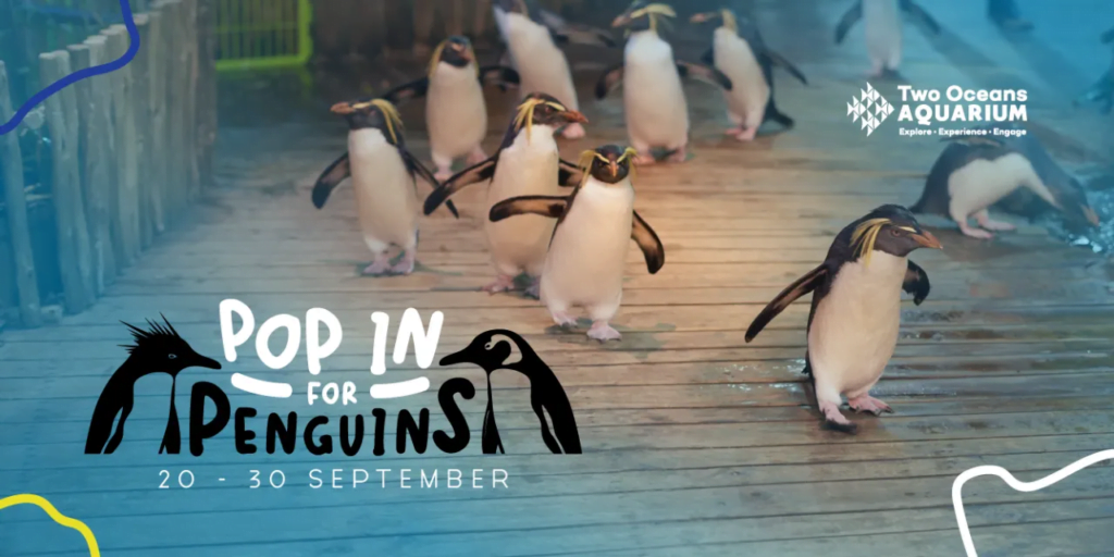 How to spend a whole morning with the penguins at the Two Oceans Aquarium