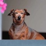 Mdzananda Animal Clinic dog show on 26 October