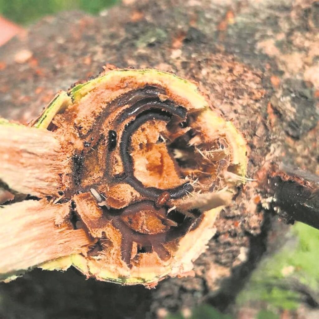 Polyphagous Shot Hole Borer: 5 000 trees affected by beetles as crisis worsens
