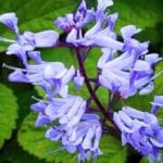 Woodstock Peace Garden Plant Sale