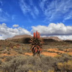 Aloe ferox — the Karoo’s winter soldiers