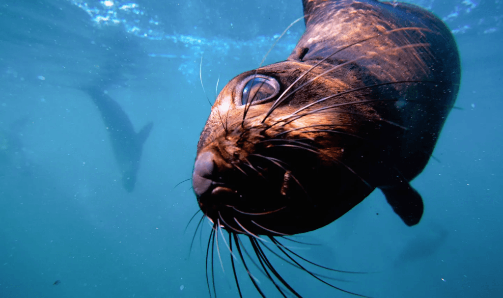 Diver attacked off Simon’s Town — what to do if you’re bitten by a rabid seal