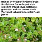 Woodstock Peace Garden plant sale