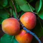 Mango farms where? Climate change is scrambling where the world’s food is grown [Grist.org]