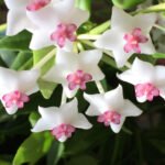 Bringing Back The Hoya