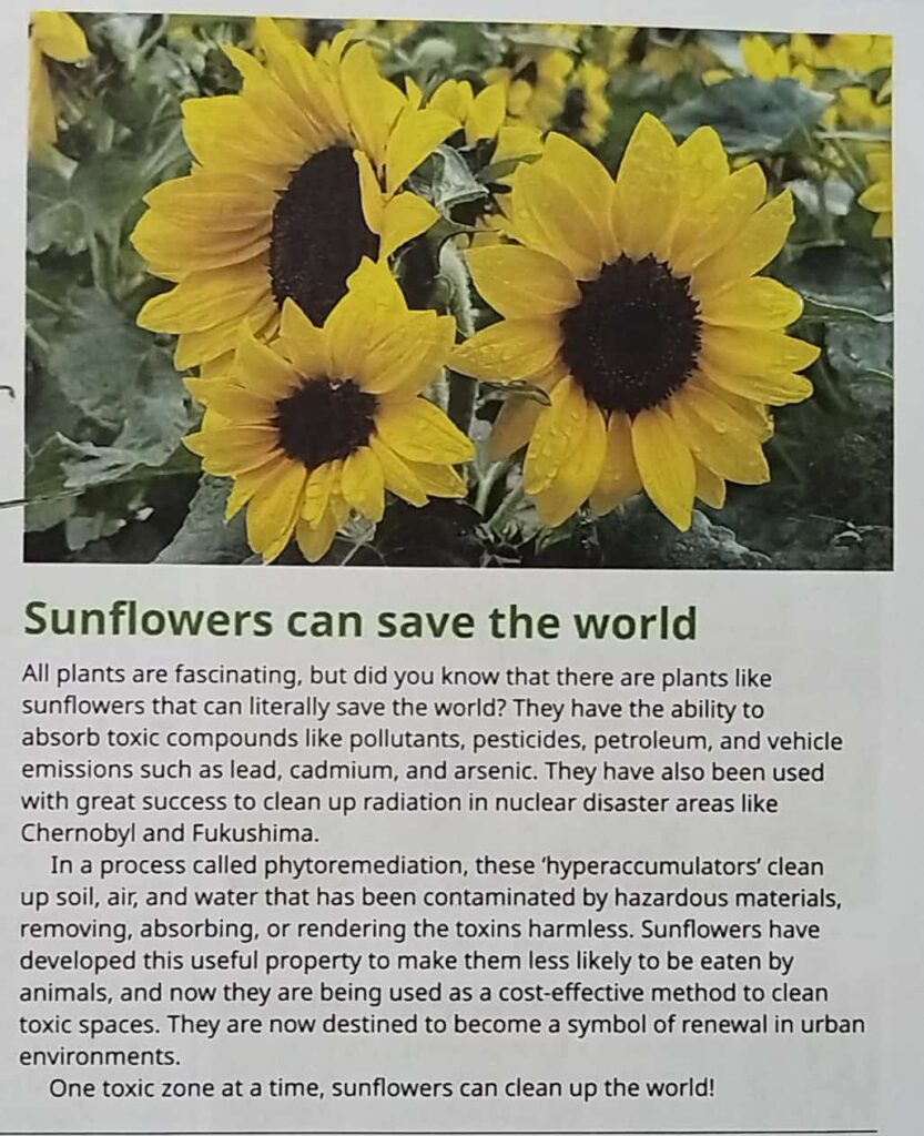 More interesting facts about the Sunflower🌻🌻