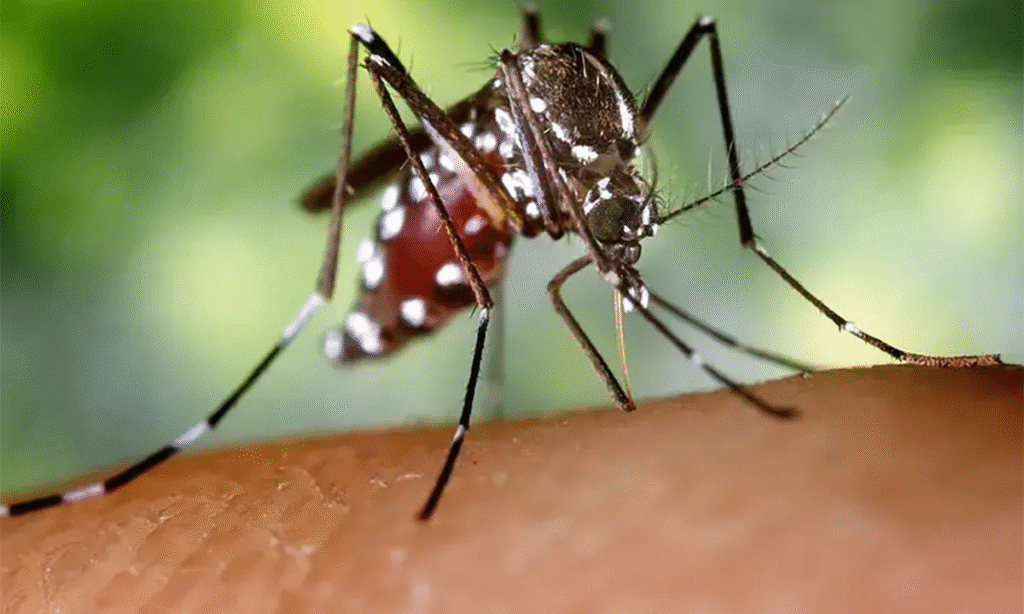 Mosquitoes are the world’s most dangerous animals, but here’s why they shouldn’t all disappear