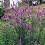 Invasive weed watch on the Liesbeek: Lythrum salicaria