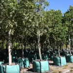 How to make your neighbourhood greener with free trees from CoCT