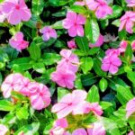 Most people see Madagascar Periwinkle as a beautiful flowering plant.