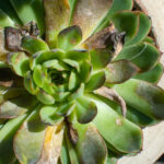 How To Revive Struggling Succulents Without Overwatering Them